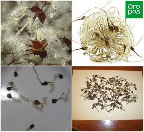 Клематис размножение семенами жасмина семена купить